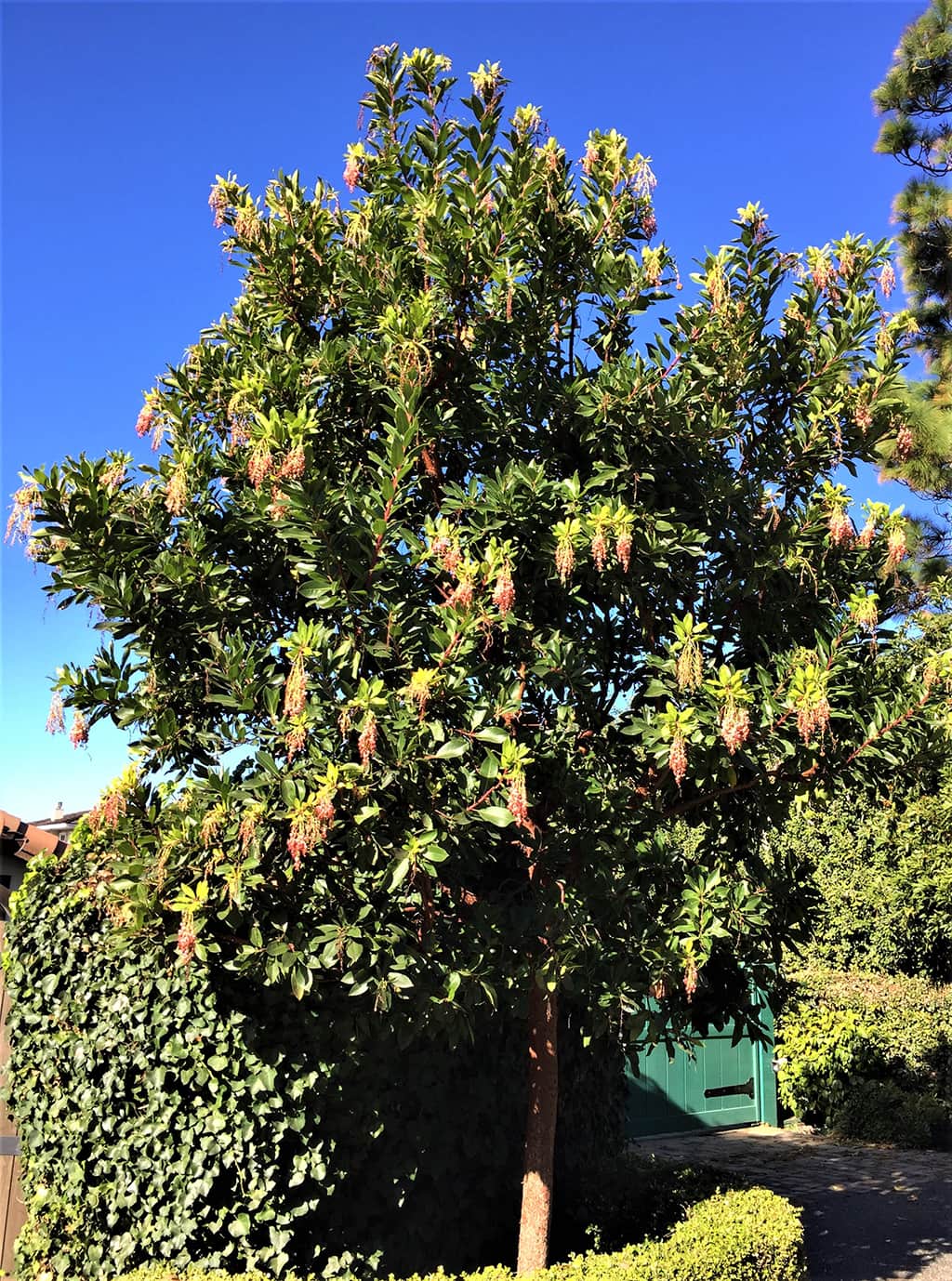 Arbutus × andrachnoides - Big Heart Tree Care