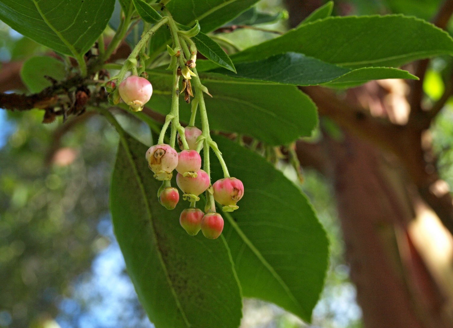 Arbutus × andrachnoides - Big Heart Tree Care