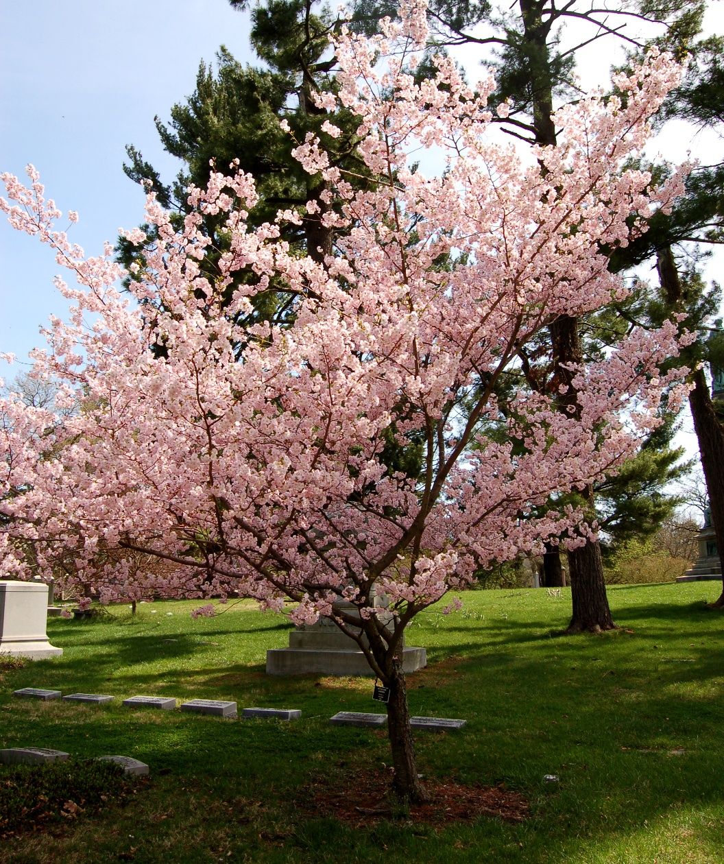 prunus-accolade-d-big-heart-tree-care