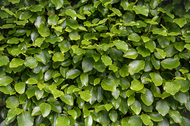 Background photography of Griselinia hedge, broadleaf, leaf; plant; drop; race; rain; green; natural; nature; garden; botanical; gardening; foliage