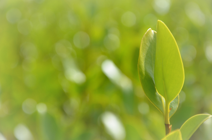 Close up of Griselinia leaves