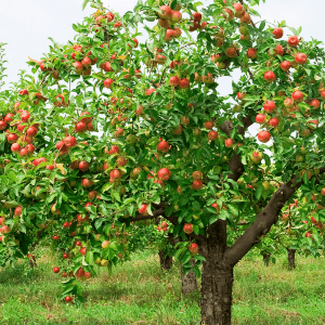 Orchard (Cultivation)