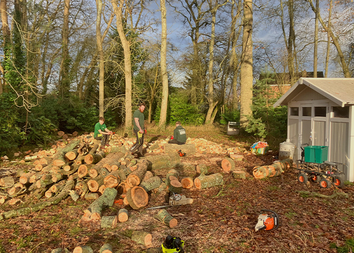 Ash Tree Dead Wood Removal