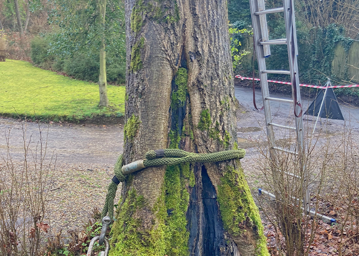 Ash Tree Dismantling