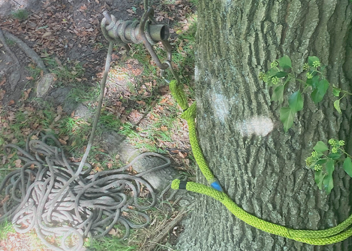 Ash Tree Rigging