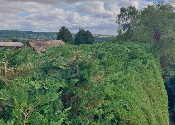 Conifer Hedge Height Levelling