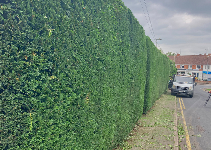 Conifer Hedge Levelling