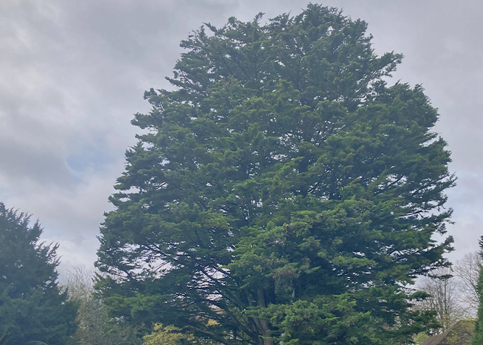 Conifer Tree Shaping