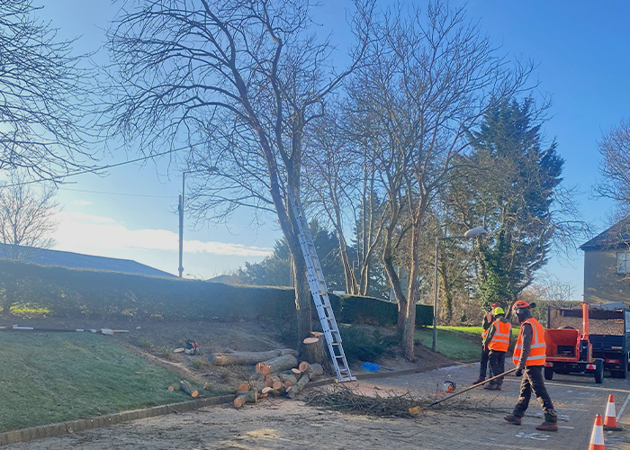 Dead Ash Tree Felling