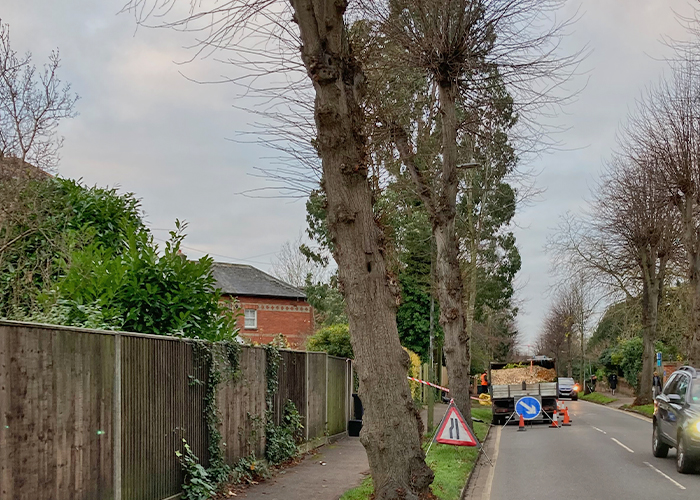 Eucalyptus Tree Crown Reduction