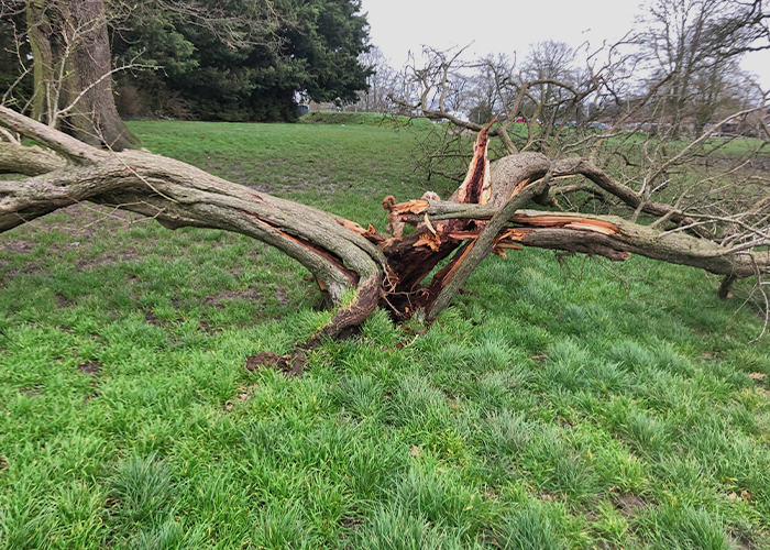 Hawthorne Storm Damage