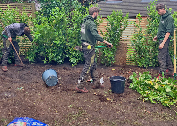 Laurel Tree Planting