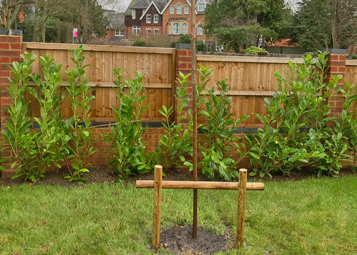 Magnolia Tree Planting