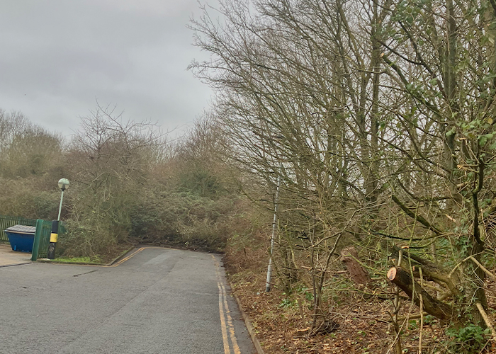 Mixed Species Trees Cut Back from Road Side