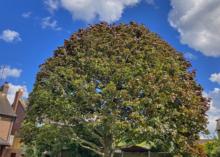 Norway Maple Tree Shaping