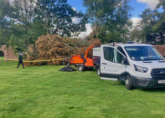 Oak Storm Damage