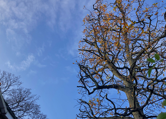 Oak Tree Cutting Back