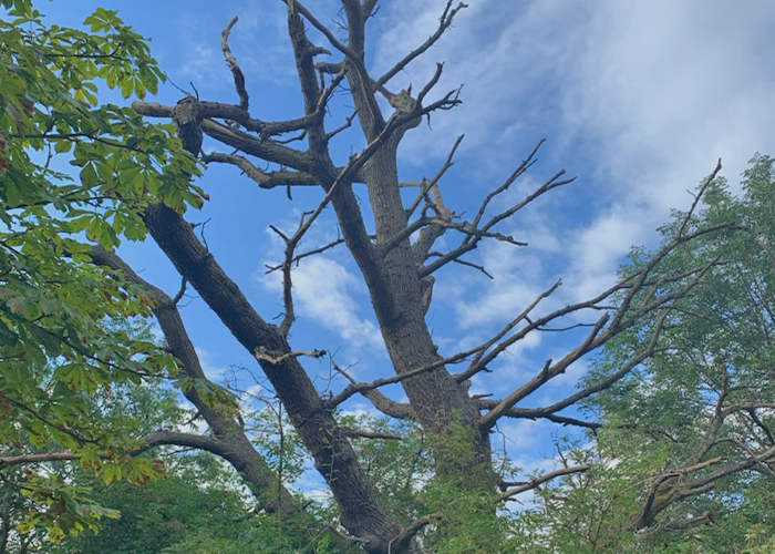 Oak Tree Dead Wood Removal