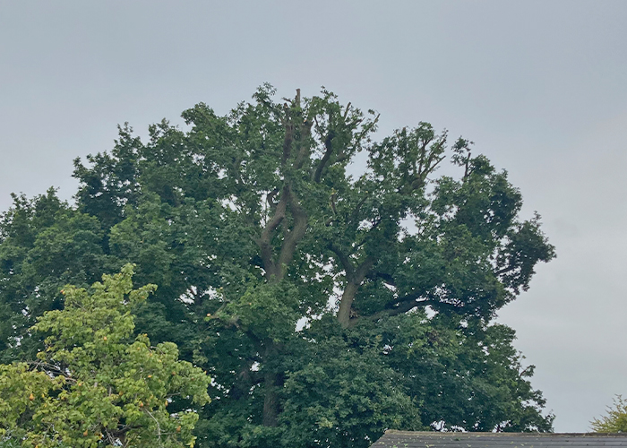 Oak Tree Shaping