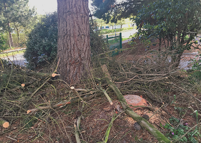 Pine Dead Wood Removal