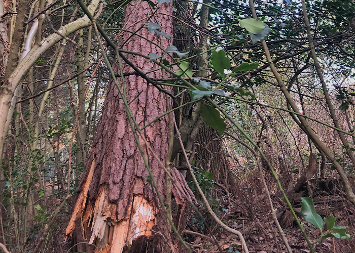 Pine Storm Damage