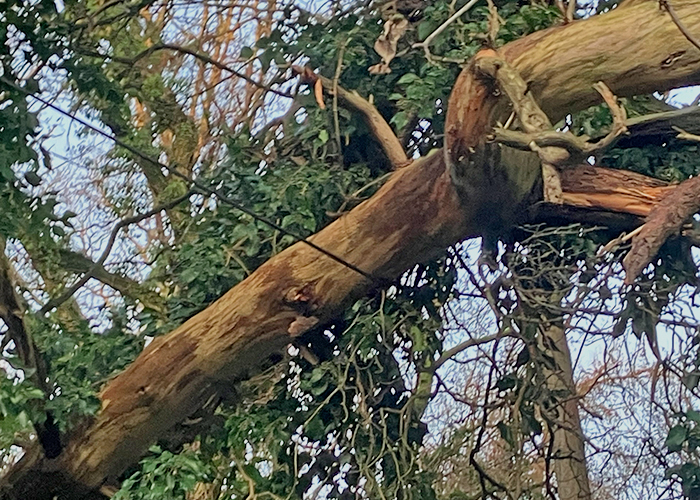 Pine Tree Dead Wood Removal