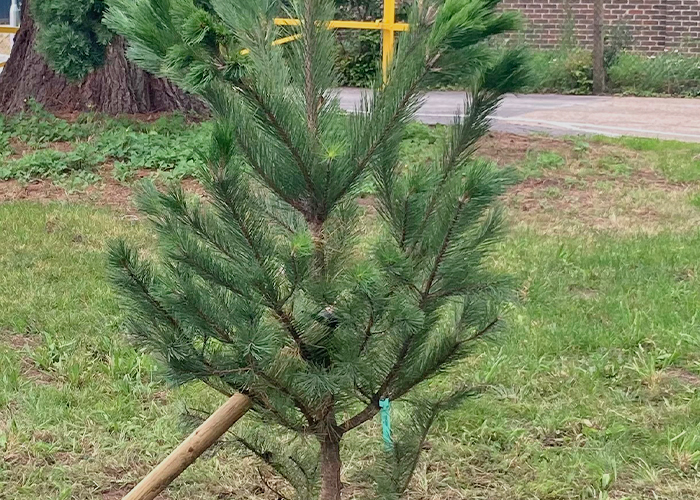 Pine Tree Planting