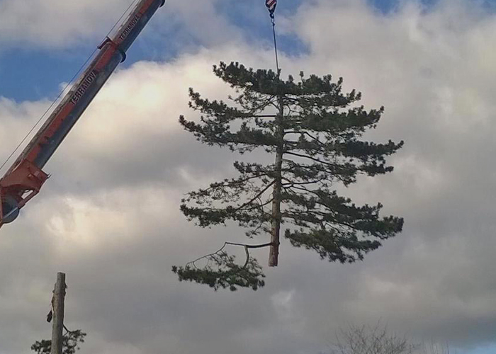 Pint Tree Dismantling