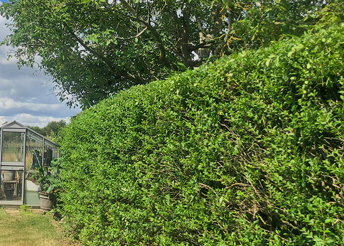 Privit Hedge Levelling