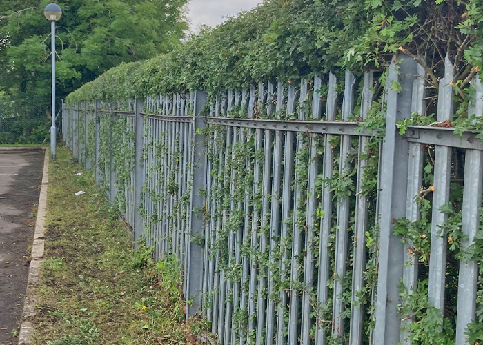 Security Fence Hedge Maintenance