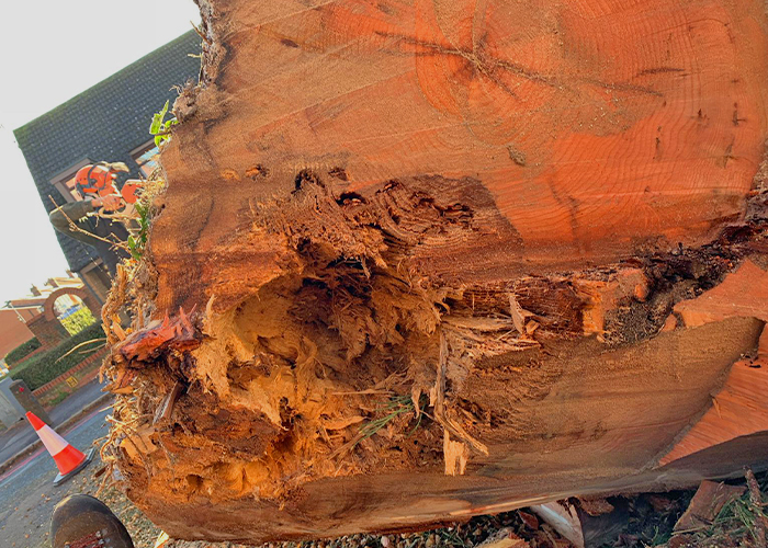 Sequoia Tree Dead Wood Removal