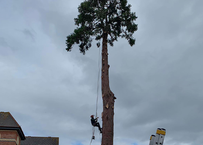 Sequoia Tree Dismantling