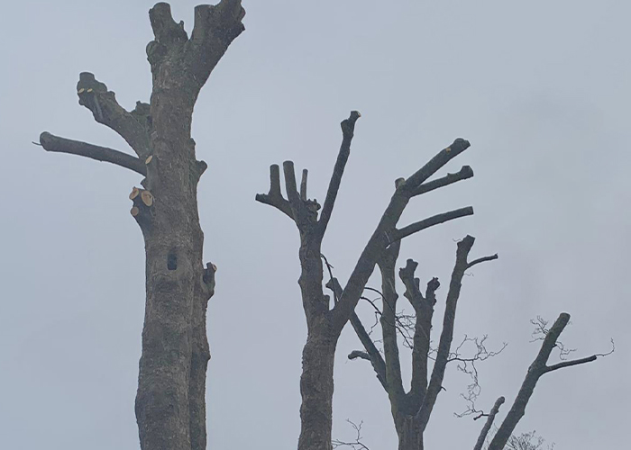 Sycamore Pollarding