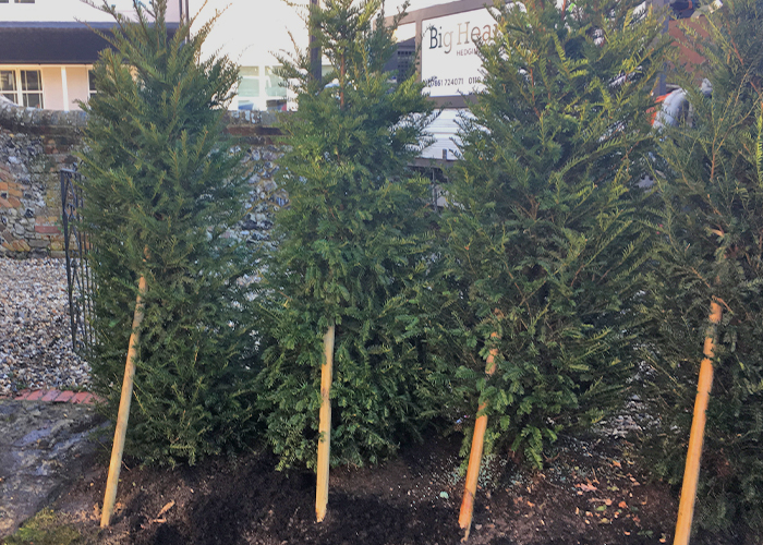 Yew Tree Planting