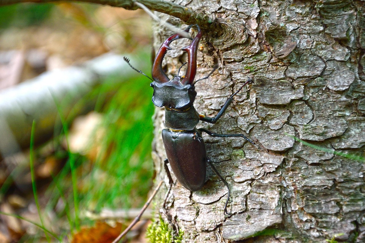 🍃 Ecosystem Components: Insects and Trees - Big Heart Tree Care