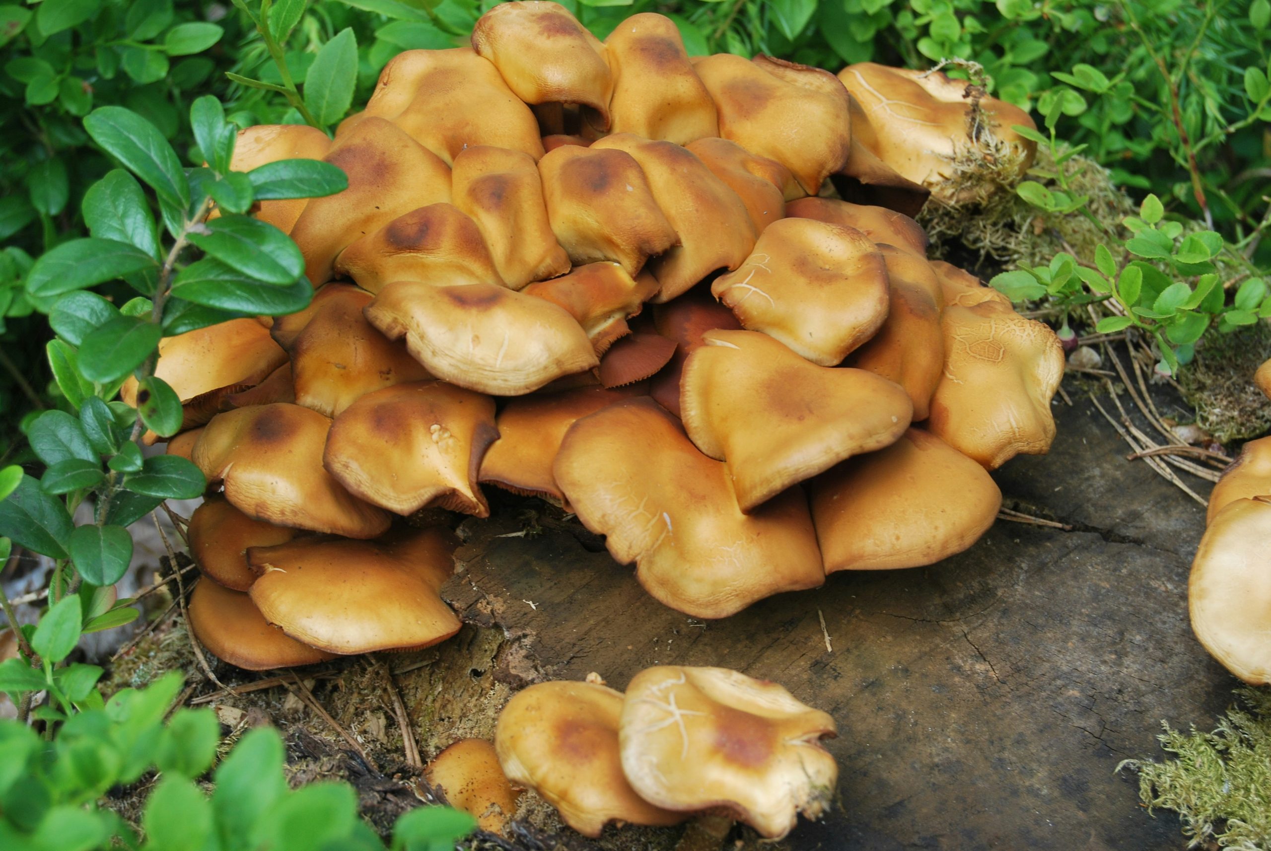 Meripilus giganteus (Giant polypore) - Big Heart Tree Care