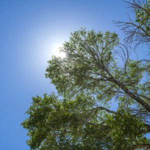 Trees