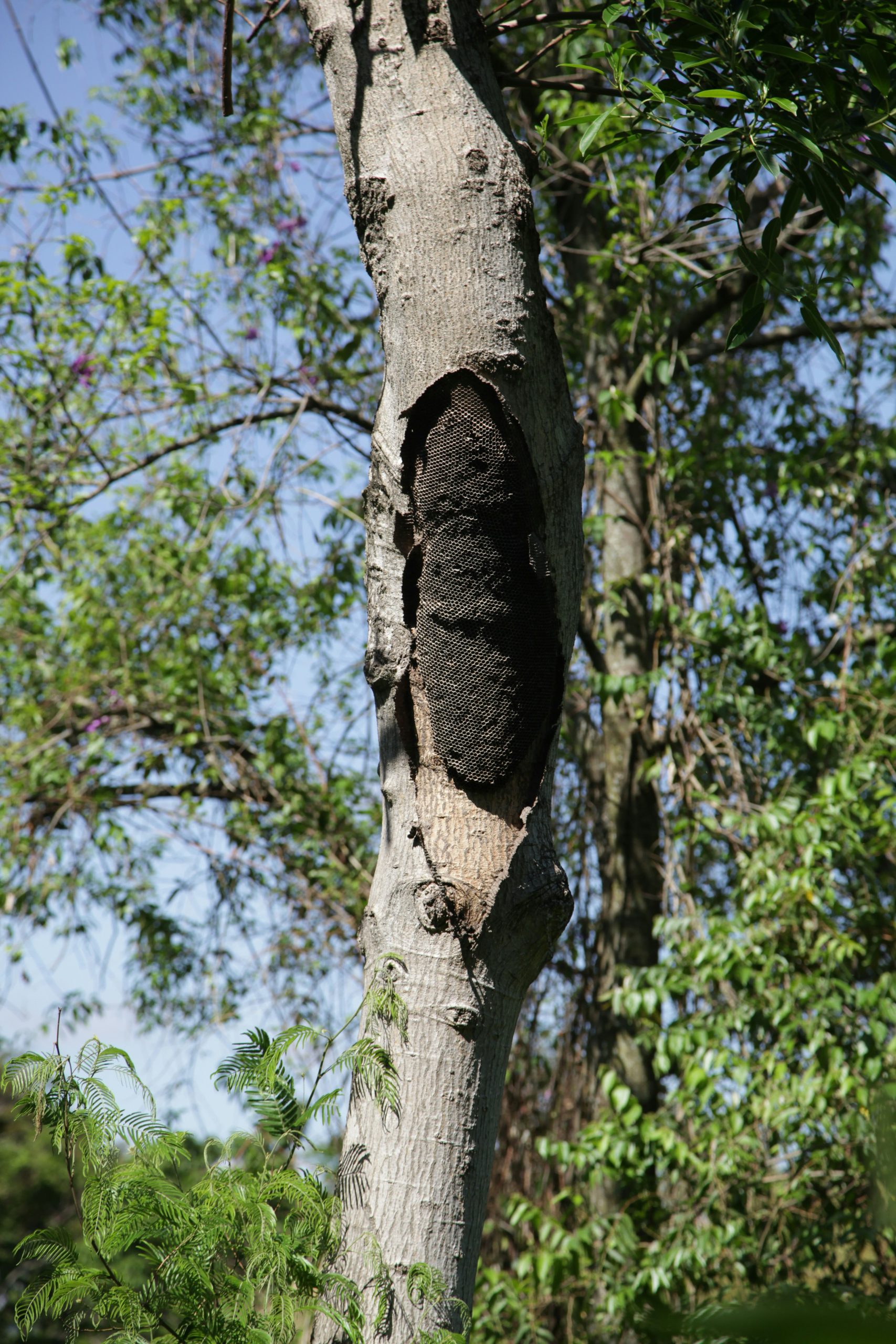 The Symbiotic Relationship Between Bats and Trees - Big Heart Tree Care