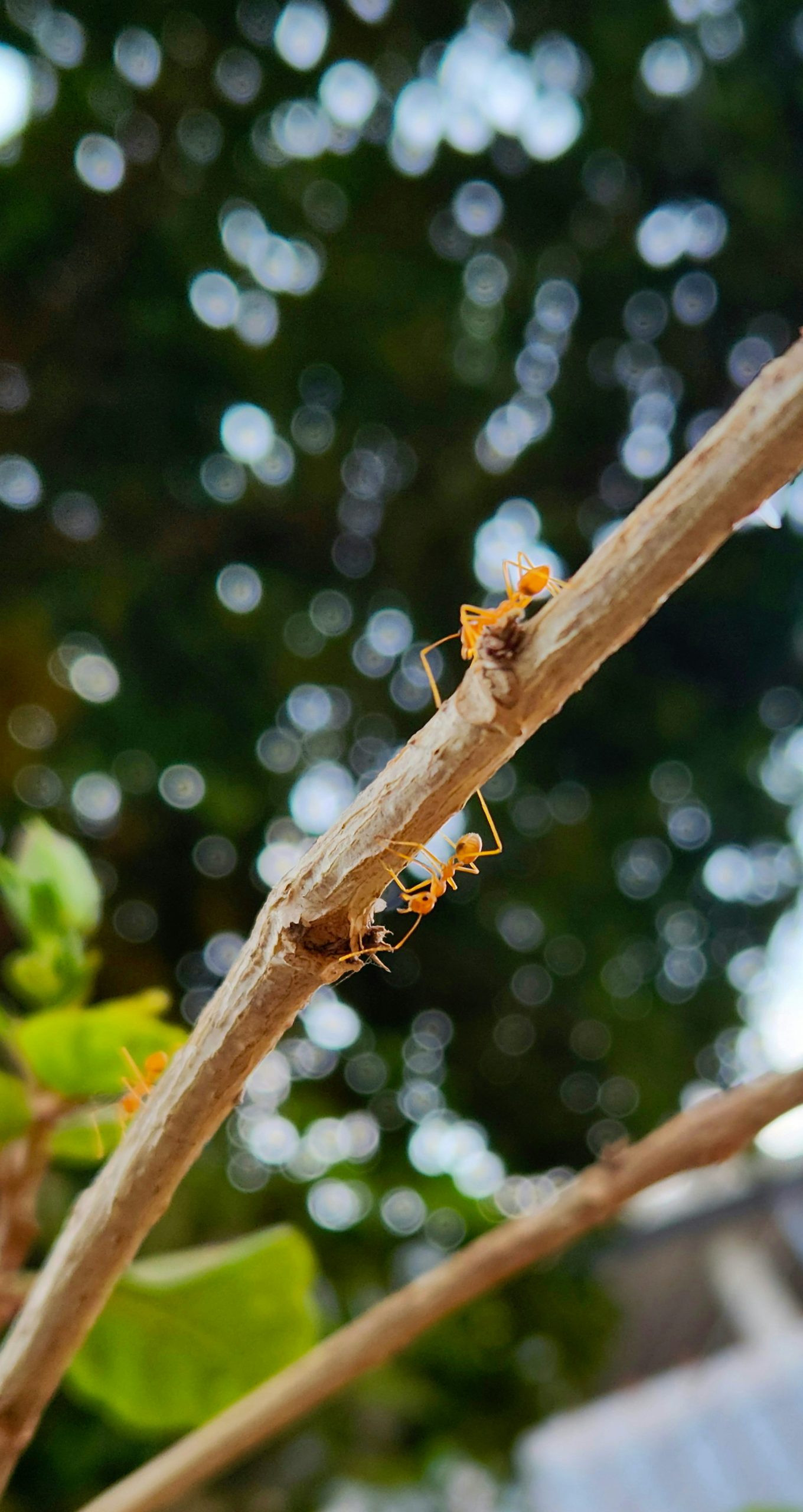 Arboreal Defense: The Strategic Survival of Trees - Big Heart Tree Care