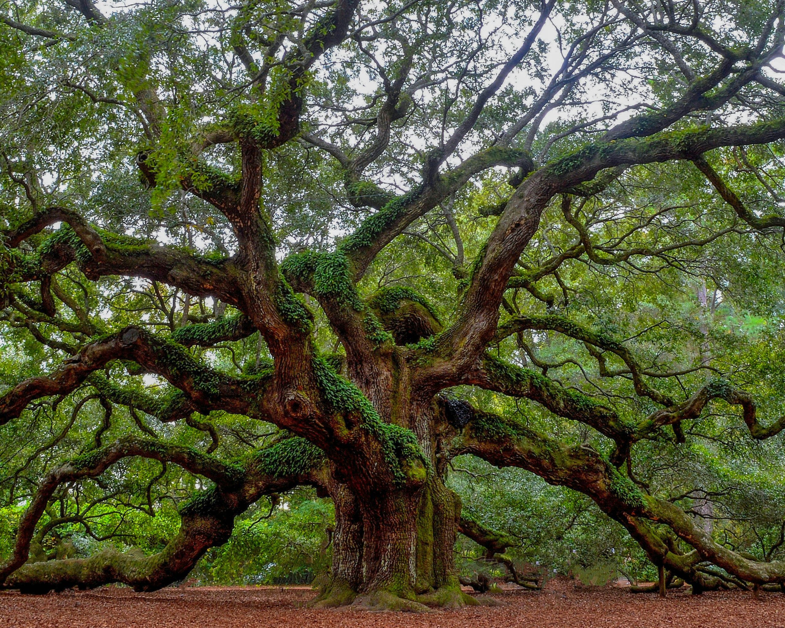 Comparative Analysis: Native vs. Non-Native Tree Species - Big Heart ...
