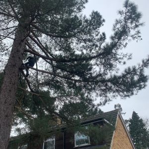 tree1