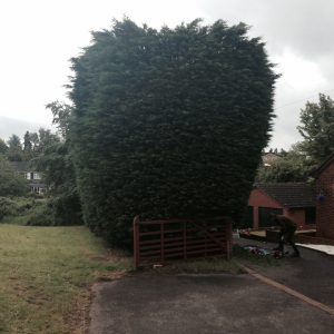 hedgework1235