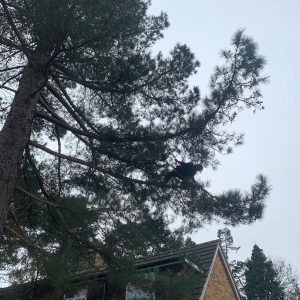 tree2