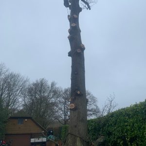 branchtrimming1