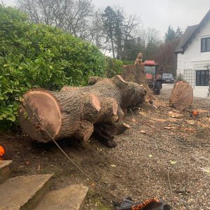 treetakedown