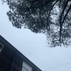 tree6
