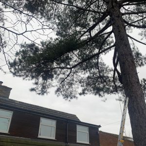 tree7