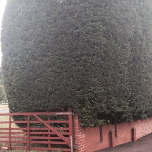hedgework17