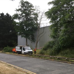 Commercial Tree Work Berkshire