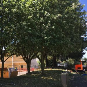 Commercial Tree Work